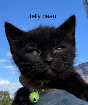 Domestic Short Hair Cats Available for Adoption in Syracuse, Indiana - Jelly Bean | PetCurious