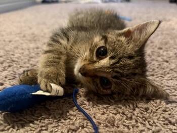 Sapphire -  Domestic Short Hair Cat for Adoption in Bethel Park, Pennsylvania - Sapphire | PetCurious