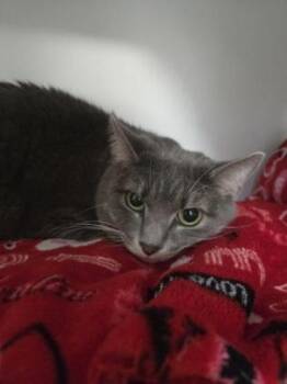Dove -  Domestic Short Hair Cat for Adoption in Savannah, Georgia - Dove | PetCurious