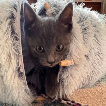 Kitten 1 -  Domestic Short Hair Cat for Adoption in Maple Falls, Washington - Kitten 1 | PetCurious