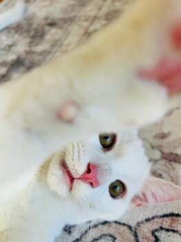 Domestic Short Hair Cats Available for Adoption - Casper | PetCurious