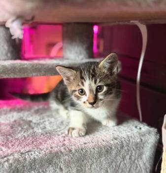 Domestic Short Hair Cats Available for Adoption in North Babylon, New York - Cyborg | PetCurious