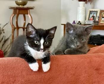 Devon and Desire -  Domestic Short Hair Cat Available for Adoption in Fairfax, Virginia - Devon And Desire | PetCurious