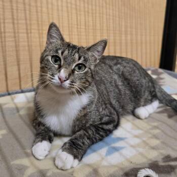 WeeWoo -  Tabby and Domestic Short Hair Cat for Adoption in Warr Acres, Oklahoma - WeeWoo | PetCurious