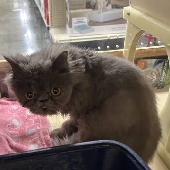 Persia -  Persian Cat for Adoption in Hemet, California - Persia | PetCurious