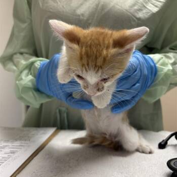 Bob Ross -  Domestic Short Hair Cat for Adoption in Tempe, Arizona - Bob Ross | PetCurious