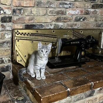 Jitterbug -  Domestic Short Hair Cat Available for Adoption in Mckinney, Texas - Jitterbug | PetCurious