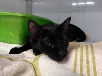 Rescue Domestic Short Hair Cats for Adoption in Raleigh, North Carolina - Green Bean | PetCurious