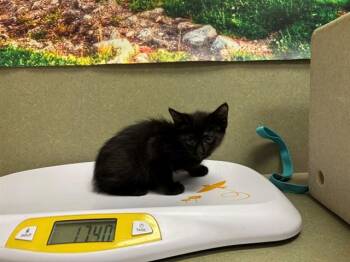 A551652 -  Domestic Short Hair Cat for Adoption in Moreno Valley, California - A551652 | PetCurious