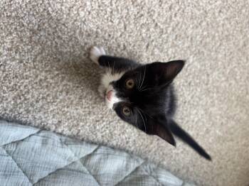 Alex -  Domestic Short Hair Cat for Adoption in Asheville, North Carolina - Alex | PetCurious