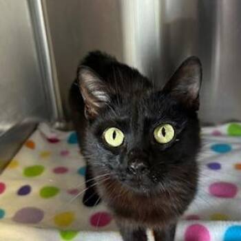Lake -  Domestic Short Hair Cat for Adoption in Knoxville, Tennessee - Lake | PetCurious