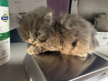 *Dust Bunny* -  Domestic Medium Hair Cat for Adoption in Salt Lake City, Utah - *Dust Bunny* | PetCurious