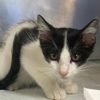 Koi -  Domestic Short Hair Cat for Adoption in Tulsa, Oklahoma - Koi | PetCurious