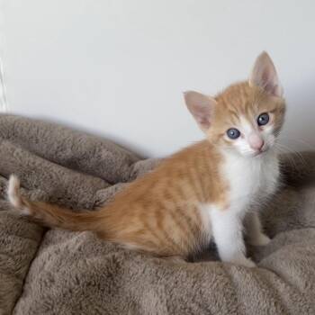 Domestic Medium Hair Cats Available for Adoption in Sunnyvale, California - Bert | PetCurious