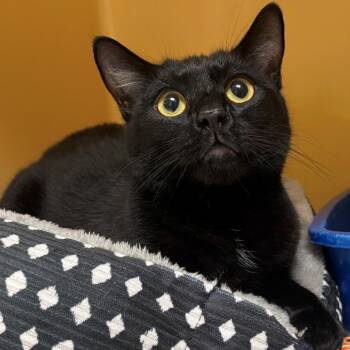 Domestic Short Hair Cats Available for Adoption in East Hanover, New Jersey - Link | PetCurious