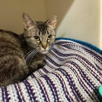 Domestic Short Hair Cats Available for Adoption in Madison, Wisconsin - Cirrus | PetCurious
