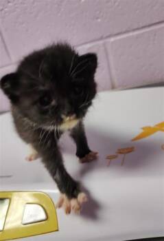 Domestic Short Hair Cats Available for Adoption - 60785270 | PetCurious