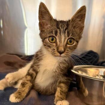 Dakoda -  Domestic Medium Hair Cat for Adoption in Martinsville, Virginia - Dakoda | PetCurious