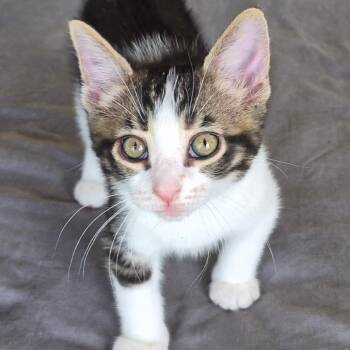 Black Sabbath -  Domestic Short Hair Cat for Adoption in Matteson, Illinois - Black Sabbath | PetCurious
