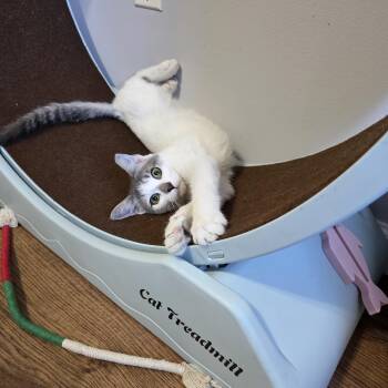 Pistachio -  Domestic Short Hair Cat for Adoption in Wilmington, North Carolina - Pistachio | PetCurious