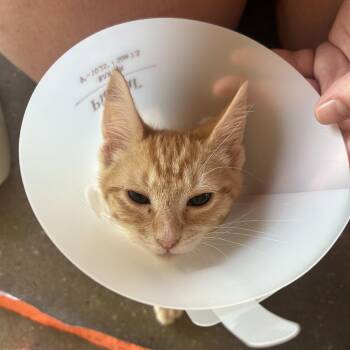 Angela FKA Priya 5 -  Domestic Short Hair Cat for Adoption in Leander, Texas - Angela FKA Priya 5 | PetCurious