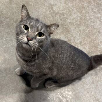 Domestic Short Hair Cats Available for Adoption in Matteson, Illinois - Vulcan | PetCurious