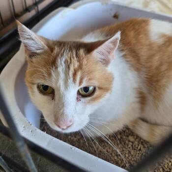 Twinkle -  Domestic Short Hair Cat for Adoption in Cleveland, Mississippi - Twinkle | PetCurious