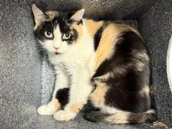 Buddy -  Domestic Short Hair Cat for Adoption in New York, New York - Buddy | PetCurious