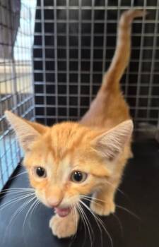 MELVIN -  Domestic Short Hair Cat for Adoption in Fort Myers, Florida - MELVIN | PetCurious