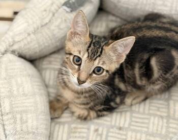 Hash Brown -  Tabby Cat for Adoption in Fort Myers, Florida - Hash Brown | PetCurious