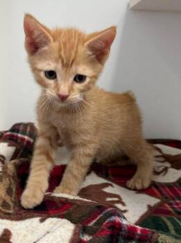Teddy -  Domestic Short Hair and Manx Cat for Adoption in Rockwall, Texas - Teddy | PetCurious