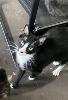 Catniss -  Domestic Short Hair Cat Available for Adoption in Bradford, Alabama - Catniss | PetCurious