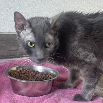 Tessa -  Domestic Short Hair and Mixed Breed Cat for Adoption in West Des Moines, Iowa - Tessa | PetCurious