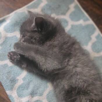 Tessa - Urgent Medical Care -  Russian Blue and Domestic Medium Hair Cat for Adoption in Ringtown, Pennsylvania - Tessa - Urgent Medical Care | PetCurious