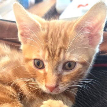 Rescue American Shorthair Cats for Adoption - Clawde | PetCurious