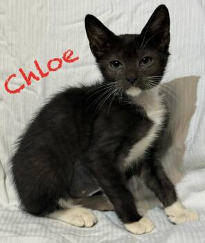 Chloe -  Domestic Short Hair Cat for Adoption in Pawleys Island, South Carolina - Chloe | PetCurious
