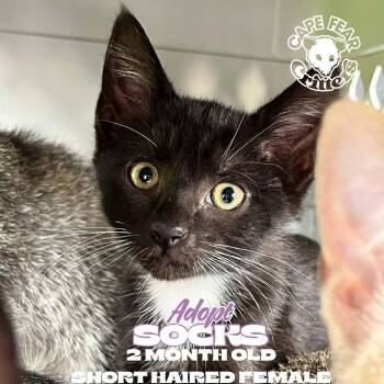 Socks -  Domestic Short Hair Cat for Adoption in Wilmington, North Carolina - Socks | PetCurious