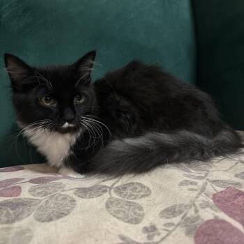 One Way (AKA Lulu) -  Domestic Medium Hair Cat for Adoption in Richmond, Virginia - One Way (AKA Lulu) | PetCurious