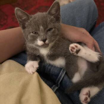 Domestic Short Hair Cats Available for Adoption in Austin, Texas - Lucid Lime 7 | PetCurious