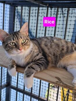 Rice 1yr (AVA 10/14) -  Domestic Short Hair Cat for Adoption in Sterling, Massachusetts - Rice 1yr (AVA 10/14) | PetCurious
