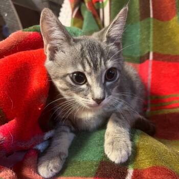 Hansel -  Domestic Short Hair Cat for Adoption in Waldorf, Maryland - Hansel | PetCurious