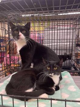 Rescue Domestic Short Hair Cats for Adoption in East Orange, New Jersey - Lia & Banksy | PetCurious