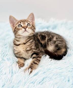 Dilly -  Bengal Cat for Adoption in Covington, Louisiana - Dilly | PetCurious