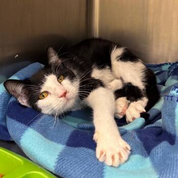 Goatzilla -  Domestic Short Hair Cat for Adoption in Davenport, Iowa - Goatzilla | PetCurious