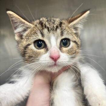 Rose 42C26 -  Domestic Short Hair Cat Available for Adoption in Napoleon, Ohio - Rose 42C26 | PetCurious