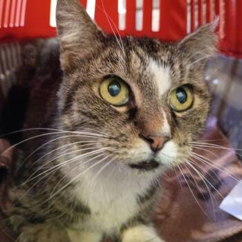 Whitefoot -  Domestic Short Hair Cat for Adoption in Lynchburg, Virginia - Whitefoot | PetCurious