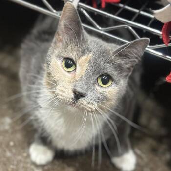 Domestic Short Hair Cats Available for Adoption in Matteson, Illinois - Smaze | PetCurious