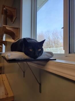 Puma -  Domestic Short Hair Cat for Adoption in Viroqua, Wisconsin - Puma | PetCurious