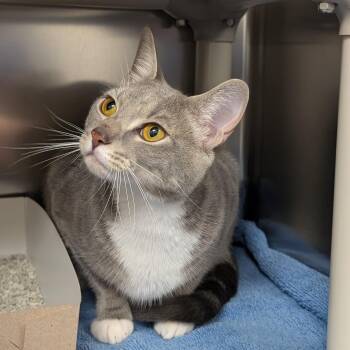 Waffles -  Domestic Short Hair Cat for Adoption in St. Augustine, Florida - Waffles | PetCurious