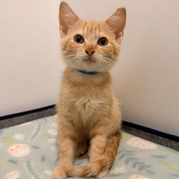 Dutch -  Domestic Short Hair Cat for Adoption in Normal, Illinois - Dutch | PetCurious
